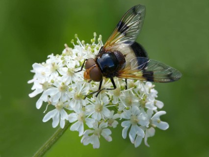 Pellucid Hoverfly