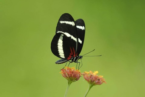 Hewitson's Longwing