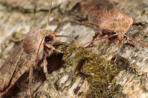 Chestnut