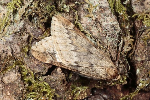 March moth