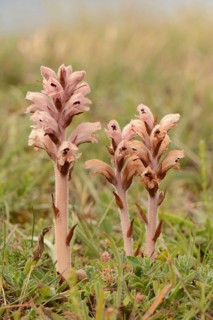 Clove-scented Broomrape