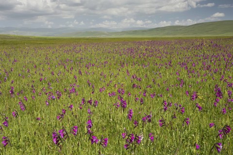Wild gladiolus