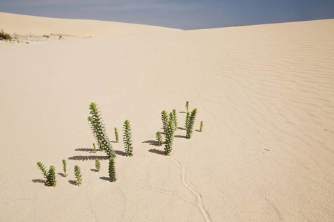 Sea Spurge