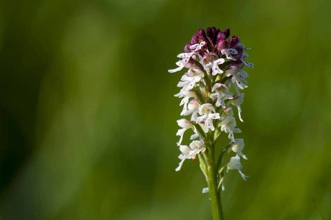 Burnt Orchid
