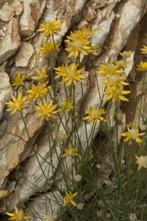 Flowering Spanish greenweed
