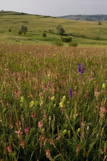 Sainfoin