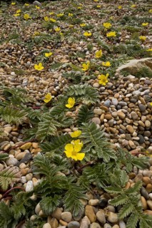 Common Silverweed