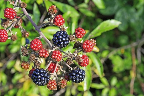 Blackberry