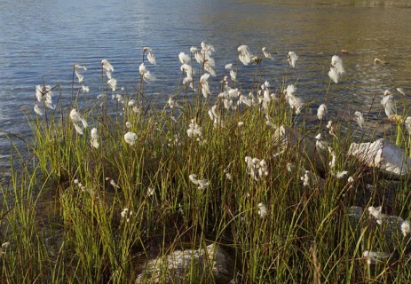 Broad leaved cotton grass