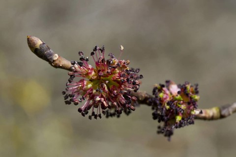 Wych wych elm