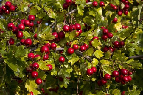 Common hawthorn