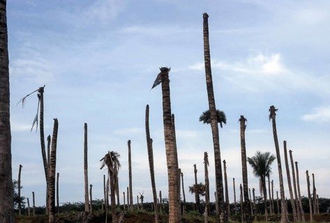 Drought withered coconut grove in Pollachi near Coimbatore