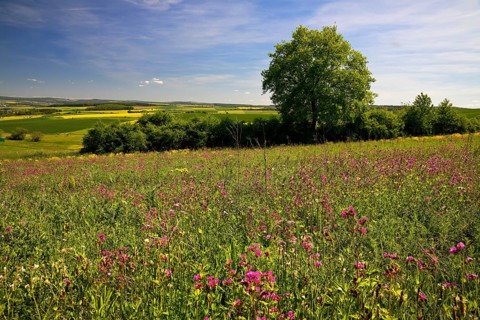Cultural landscape in the Rhine-Lahn district