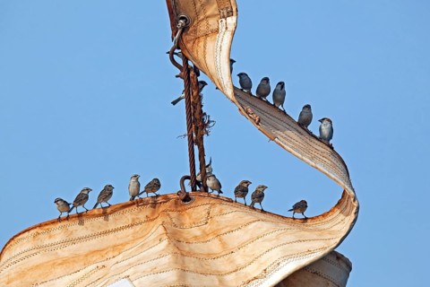 Flock of Lago Sparrows