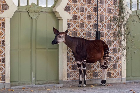 Okapi