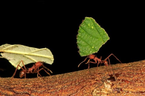Leafcutter ant