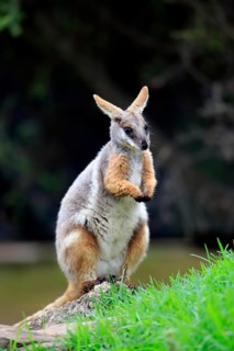 Yellow-footed rock-wallaby