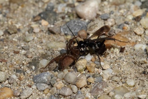 Toenail wasp