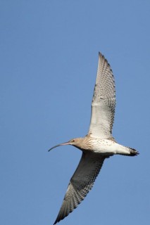 Eurasian Curlew