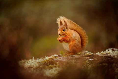 Adult Eurasian red eurasian red squirrel