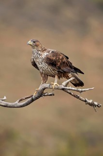 Bonelli's Eagle