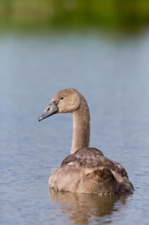 Mute Swan
