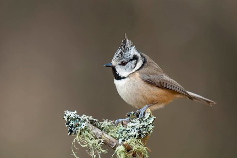 Crested tit