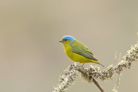 Golden-rumped Euphonia