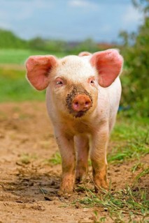 Domestic Pig