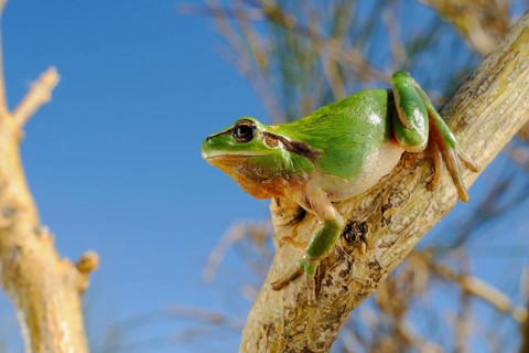 Stripeless Treefrog