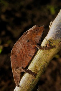 Boulenger's Pygmy Chameleon