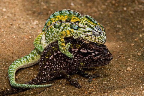 Carpet Chameleon
