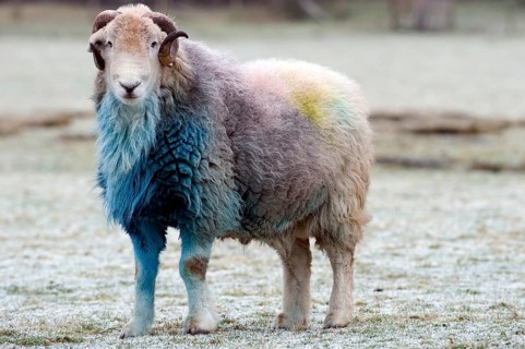 Domestic sheep