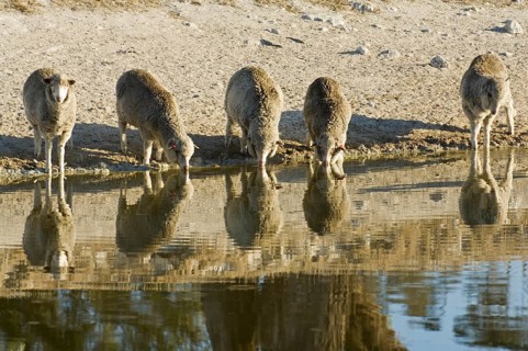 Domestic Merino x Texel lambs drinking from a depleted agricultural reservoir during drought