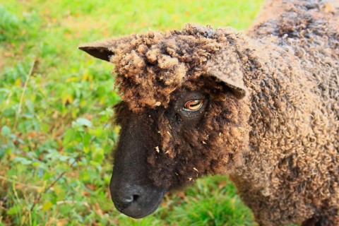 Domestic Sheep