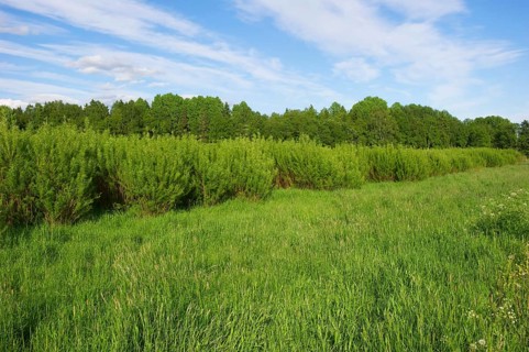 Biomass crop