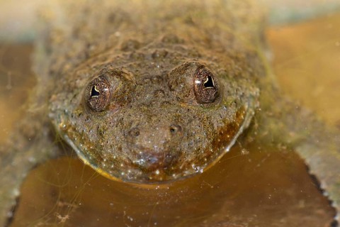 Yellow-bellied toad