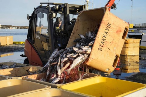 Commercial fishing