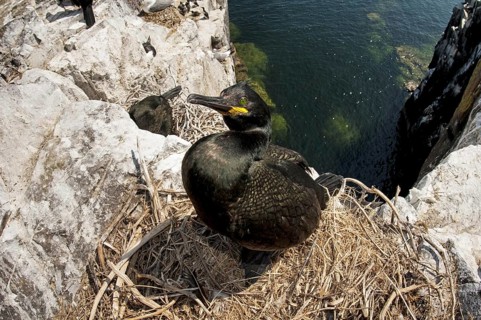 European Shag
