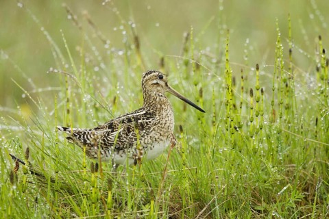 Common Snipe
