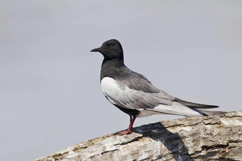 White-winged Black Tern