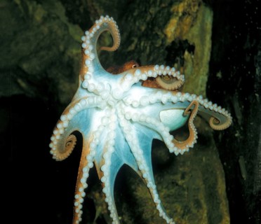Cirrus octopus