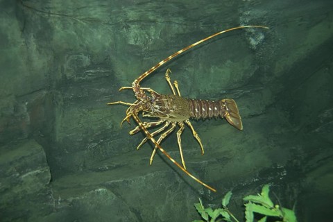 Palinurus vulgaris