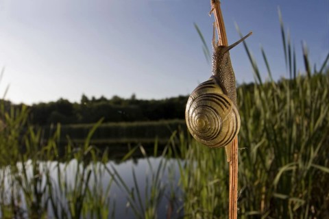 Brown-lipped Grove Snail