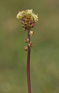 Salad Burnet