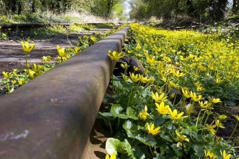 Lesser Celandine