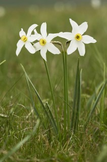 White Narcissus