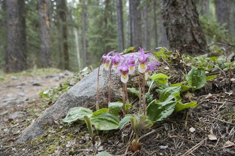Flowering calypso orchid