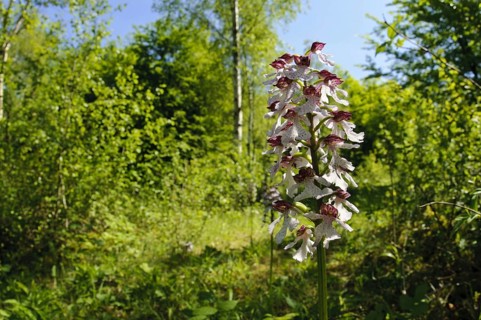 Lady Orchid