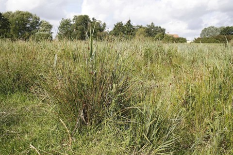 Rushes
